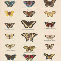 vintage butterfly