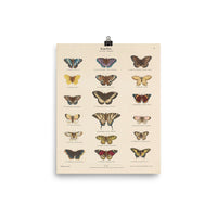vintage butterfly